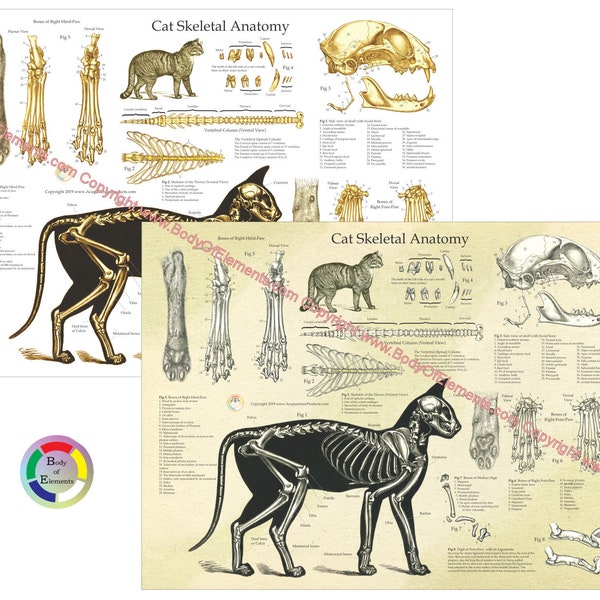 Cat Anatomy Poster Etsy