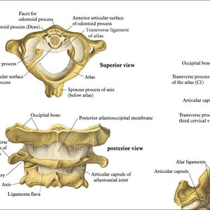 Human Spine Anatomy Chiropractic Poster 20 X 30, 24 X 36 Spinal Column Vertebrae Chart Paper or Laminated image 2