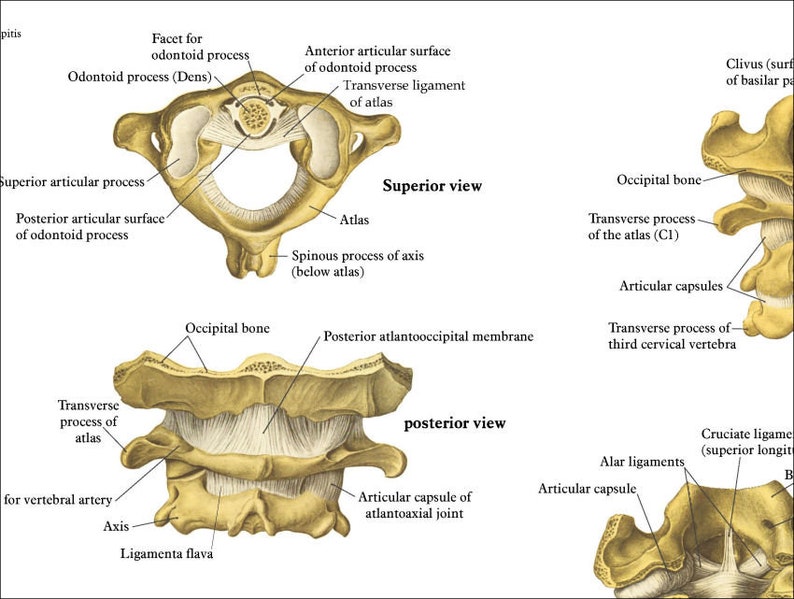 Human Spine Anatomy Chiropractic Poster 20 X 30, 24 X 36 Spinal Column Vertebrae Chart Paper or Laminated image 2