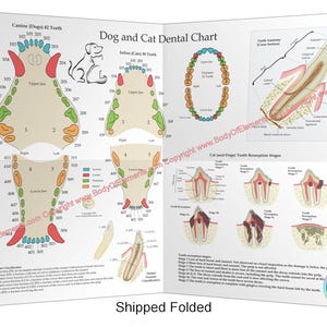 Póster de pared con numeración de caries dentales para perros y gatos, para uso veterinario, de 18" x 24", papel doblado para felinos y caninos