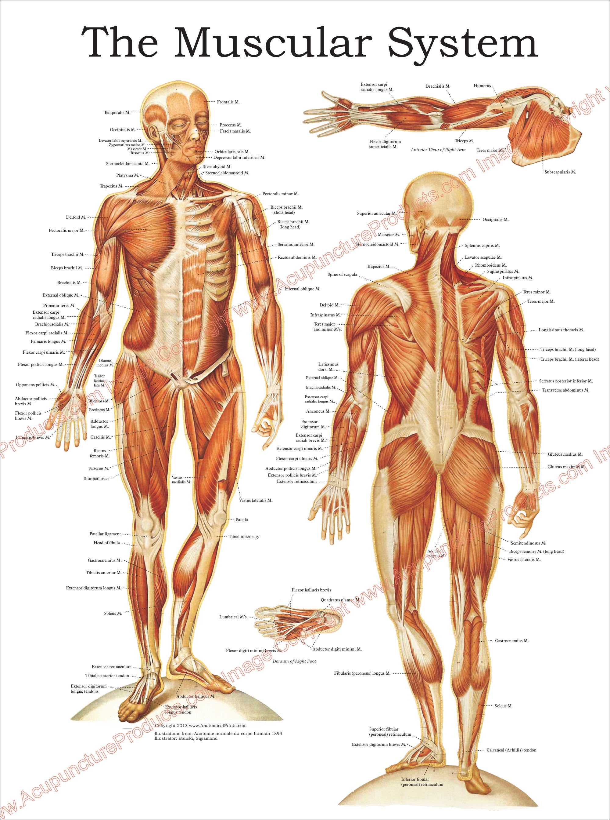 Muscular System Label Color Muscular System Diagram No Labels
