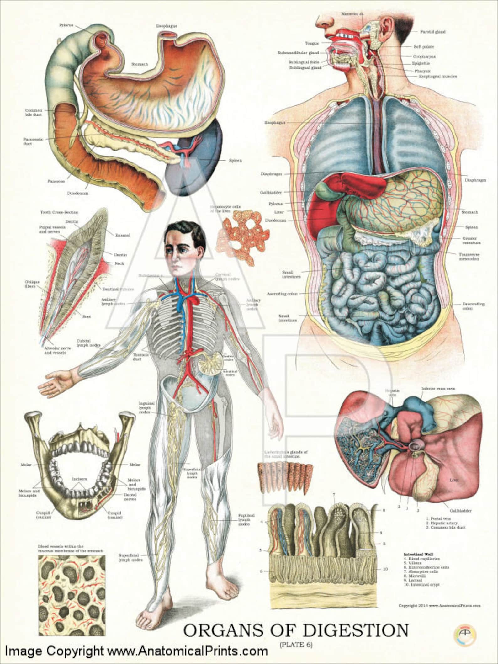 Анатомический плакат. Пищеварительная система человека анатомия плакат. Тело человека анатомия. Анатомия человека для детей в картинках. Плакат тело человека анатомия.
