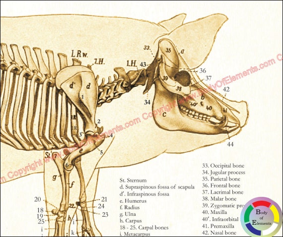 Anatom a De Los Cerdos Presentaci n OSTEOLOGIA TOPOGRAFICA CERDO anatom-a-de-los-cerdos-presentaci-n-osteologia-topografica-cerdo