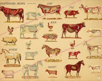 Farm Animals Cow Horse Pig Sheep Chicken Anatomy Poster Veterinary Anatomical Chart Wall Art 18" X 24", 24" X 36" Paper or Laminated