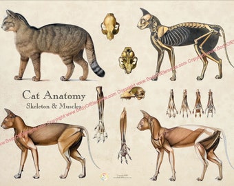 Cat Feline Skeletal Muscle Veterinary Anatomy Poster Wall Chart Vintage Illustrations Artwork - 18" X 24" Paper or Laminated