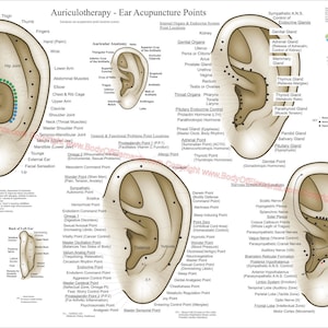 Aurikulotherapie Ohr-Akupunktur-Punkt-Standorte 20 "X 30" & 24 "X 36" Poster Wall Chart. Papier, laminiert.