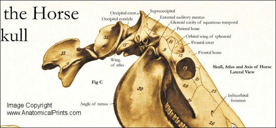 Horse Skull Skeletal Anatomy Veterinary Poster 24 X Etsy Singapore