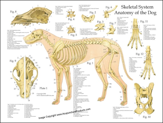 Canine Anatomical Chart