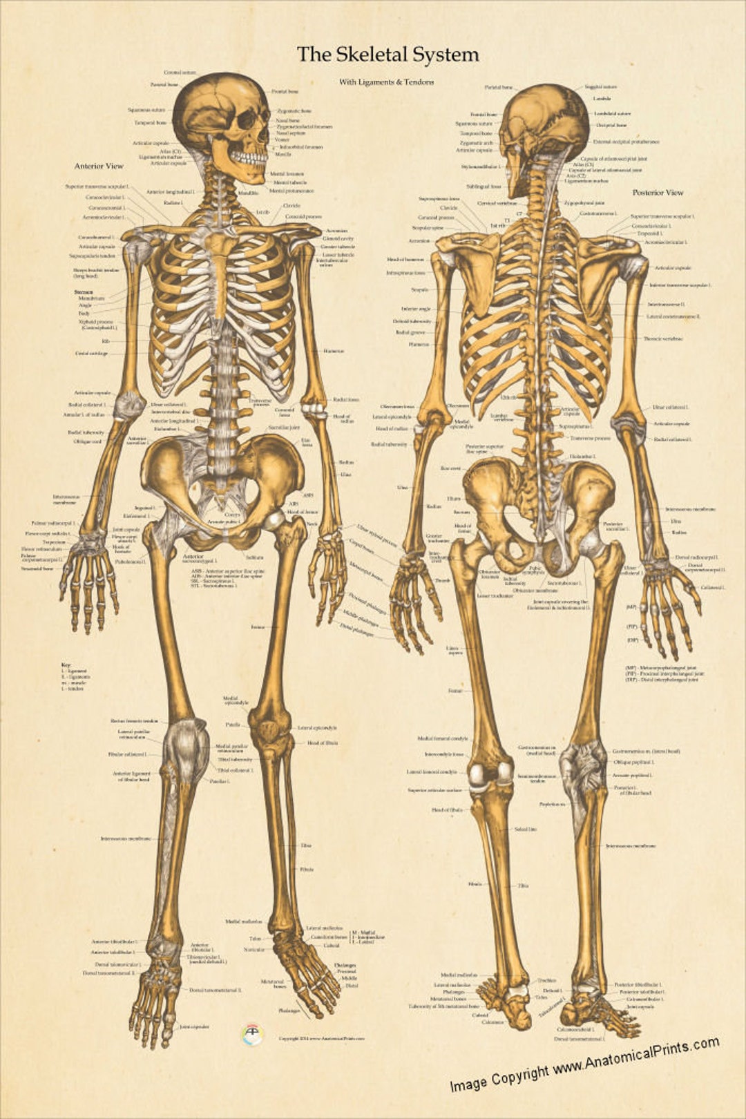 Human skelett anatomie poster anterior und posterior etsy de