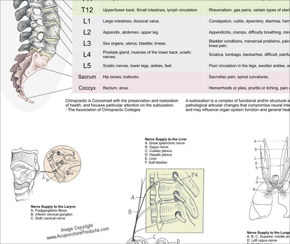 Effects Of Spinal Subluxation Chart