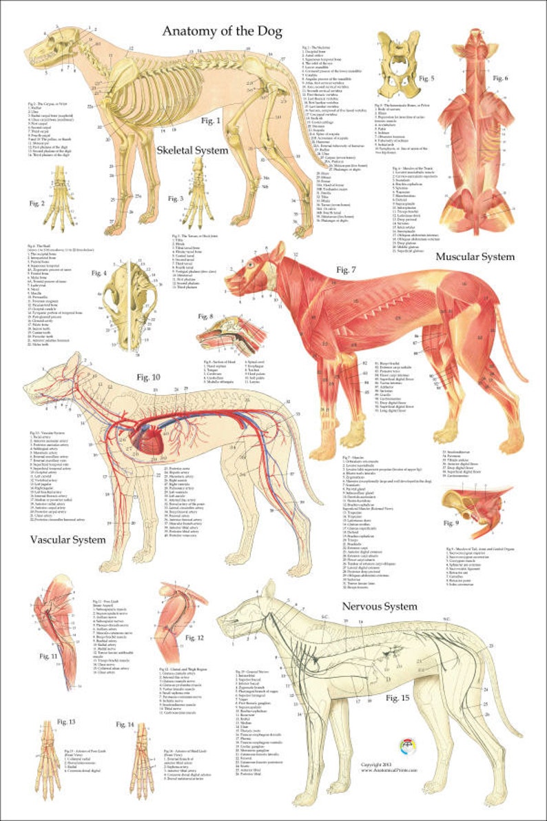 Equine Muscle Anatomy Chart