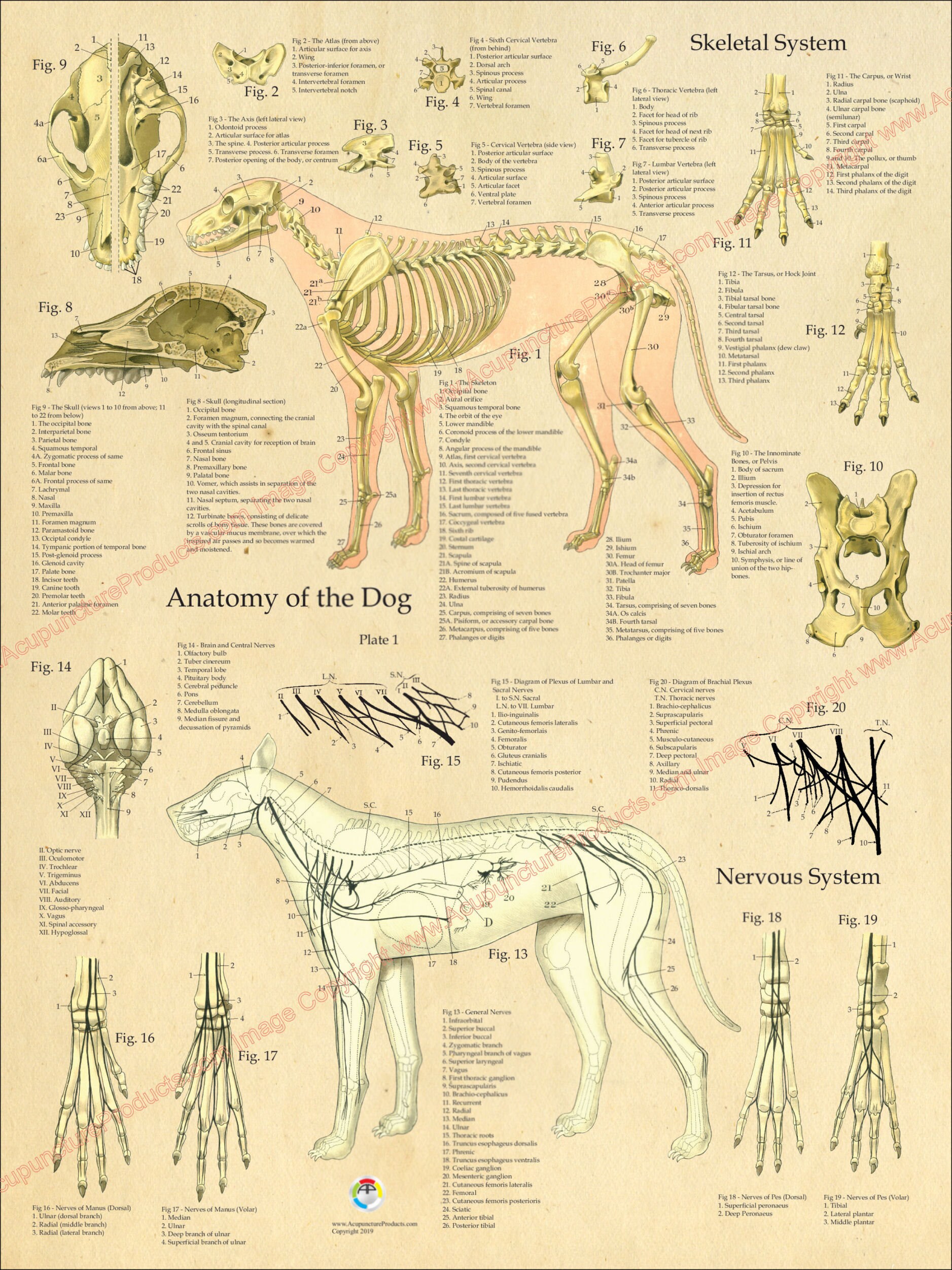 Dog Muscular Skeletal Nerves Canine Anatomy Poster 18" X 24" Veterinary 3 Chart Set ...