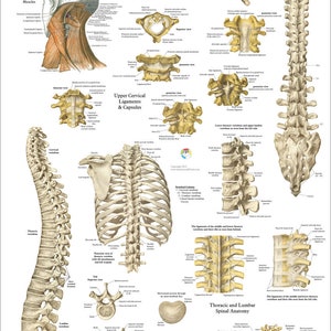 Human Spine Anatomy Chiropractic Poster 20 X 30, 24 X 36 Spinal Column Vertebrae Chart Paper or Laminated image 1