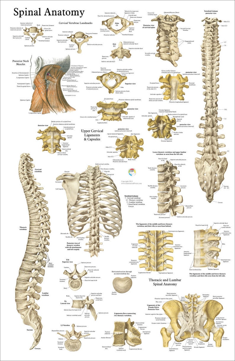 Human Spine Anatomy Chiropractic Poster 20 X 30, 24 X 36 Spinal Column Vertebrae Chart Paper or Laminated image 1