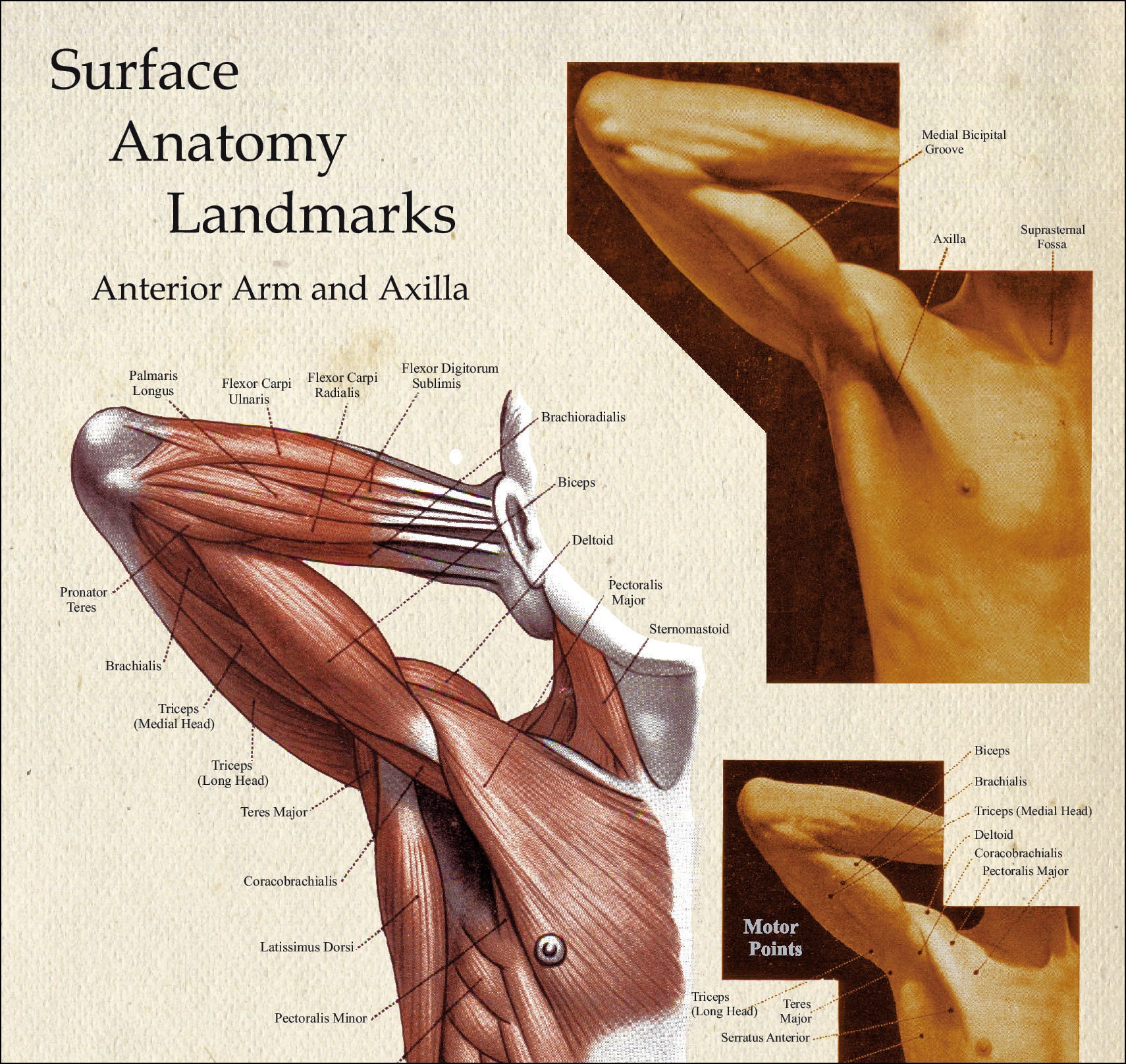 Human Muscle Surface Anatomy Landmarks Upper Body Poster Etsy