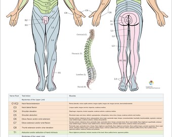 Dermatomes, Myotomes and DTR Poster 20 X 30 Chiropractic Medical Nervous System Chart