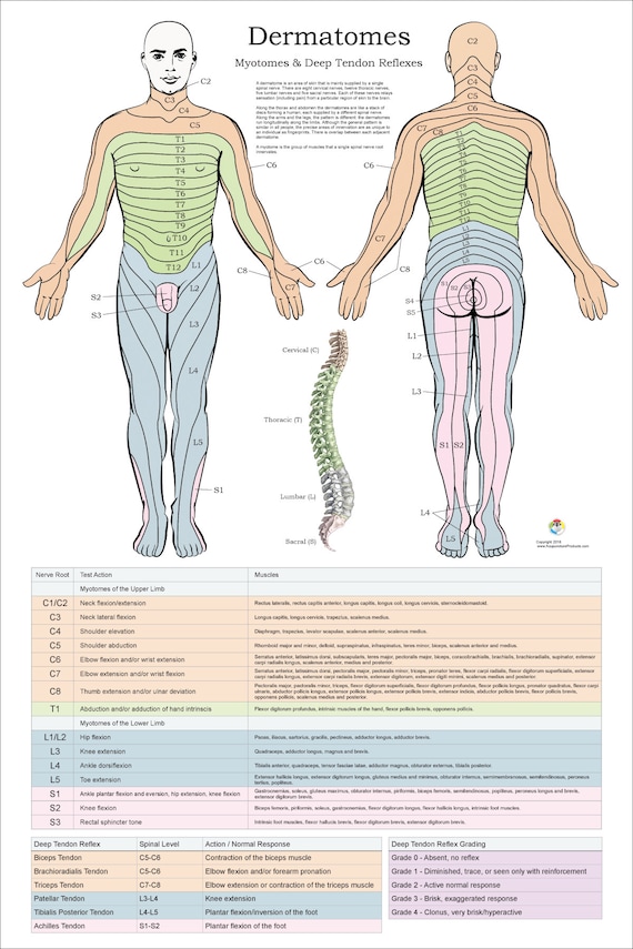 Nerve Root Dermatome Chart