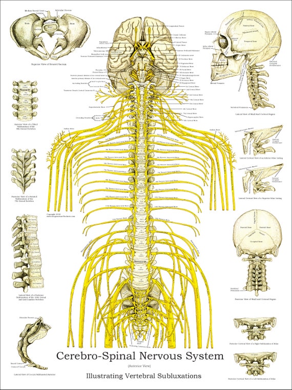Vertebral Subluxation And Nerve Chart
