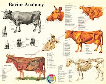 Vache bovine, muscle, squelette, pied, anatomie, affiche, vétérinaire, carte, mur, plastifié, ou, papier