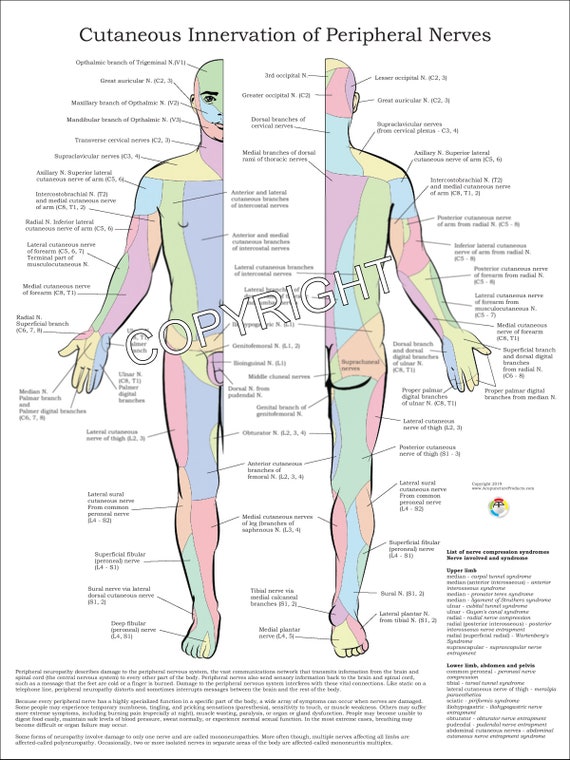 Nerve Innervation Chart