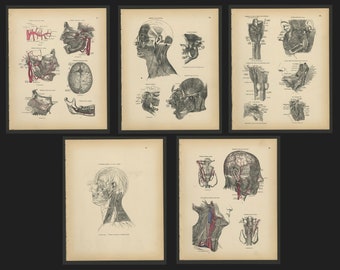 38 Antique Original 1880 Lithograph Book Plates Human Anatomy Anatomical Medical Art