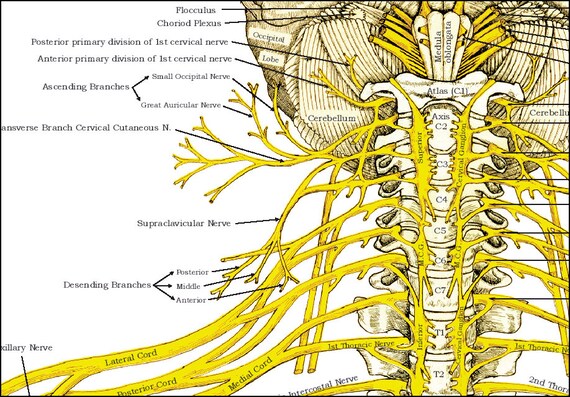 Chiropractic Nerve Chart Poster