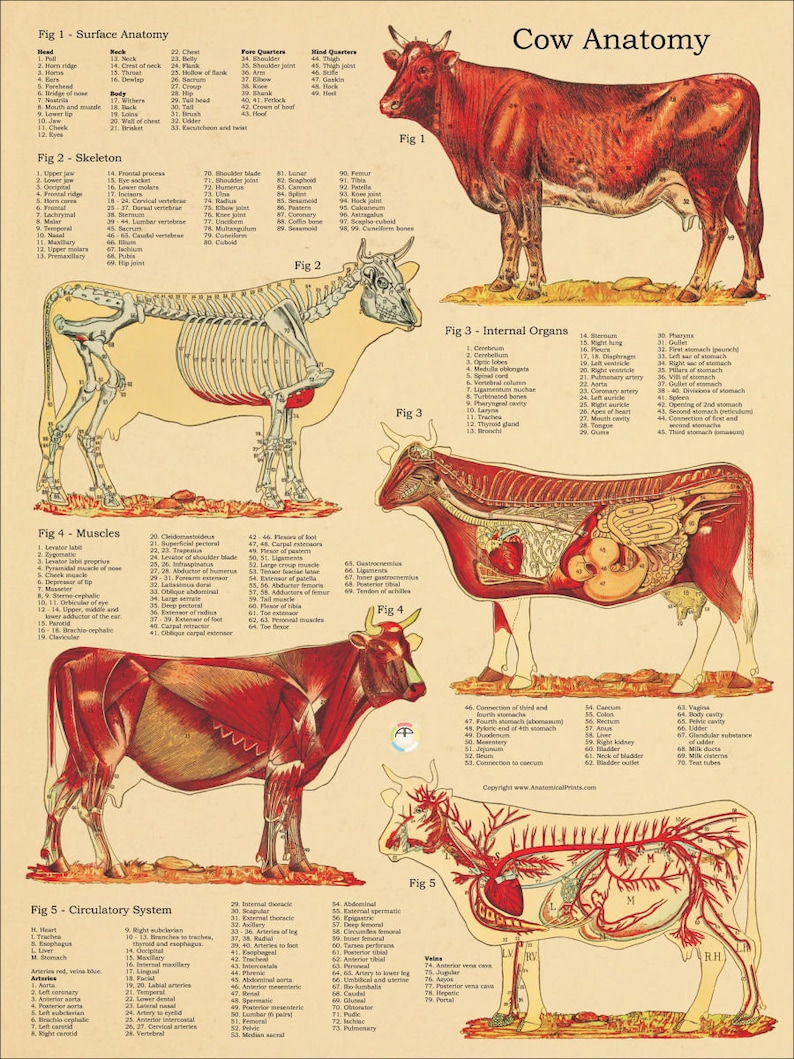Cow Skeletal Internal Anatomy Poster 18 X 24 | Etsy
