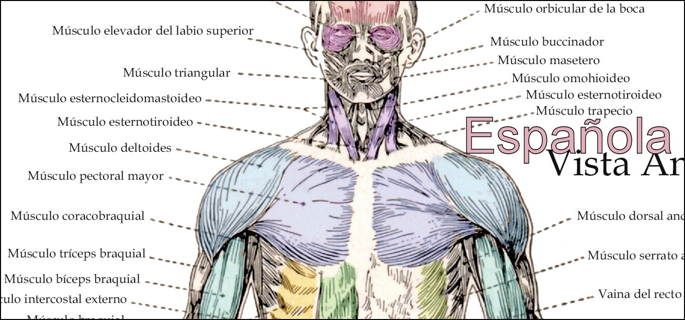 Human Muscle Anatomy Poster Anterior Posterior and Deep | Etsy