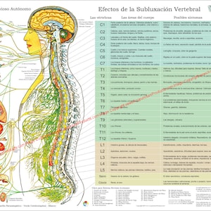 ANS & Effects of Spinal Subluxation Poster 18 X 24 Chiropractic Autonomic Nervous System Chart English, Spanish, French Laminated or Paper Spanish