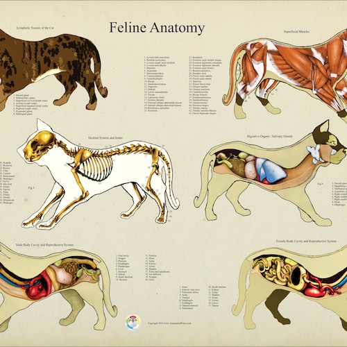 Dog Muscular Veterinary Anatomy Poster 18 X 24 Etsy