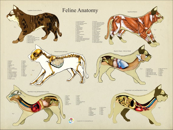 Feline Anatomy Chart