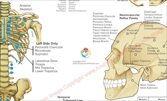 Applied Kinesiology Flowchart Manual 上下巻 Applied Kinesiology Flowchart Manual 上下巻 41bnFwlTD4L.jpg