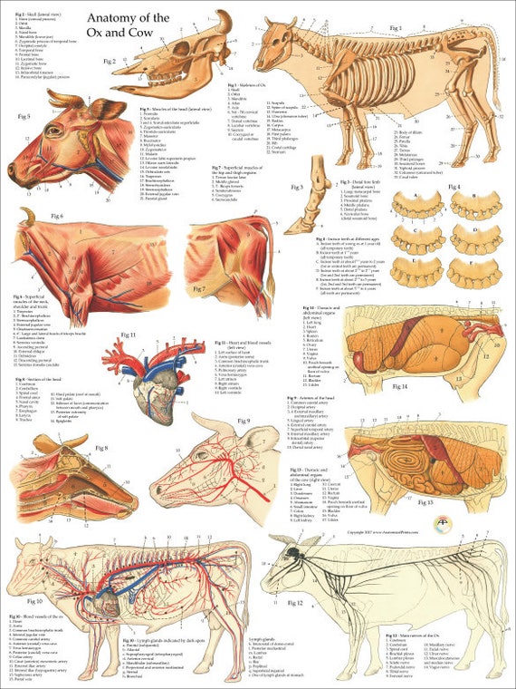 Pig Muscle Skeletal Veterinary Anatomy Poster 24/" X 36/" Wall Chart