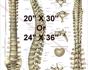 Spinal Column Vertebrae Anatomy Poster - 20" X 30" & 24" X 36" Chiropractic Medical in English or Spanish. Paper, Laminated