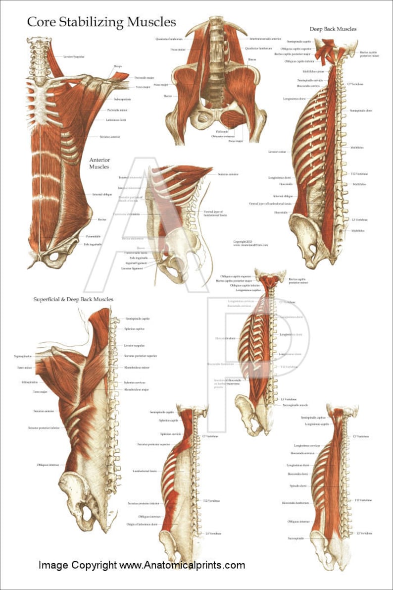 Deep and Core Stabilizing Muscle Anatomy Poster 20 X Etsy