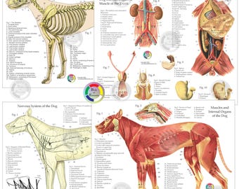 Dog Anatomy Study Charts Set 8.5" X 11" Laminated Skeletal Muscles Nerves Internal organs Anatomical Canine Veterinary