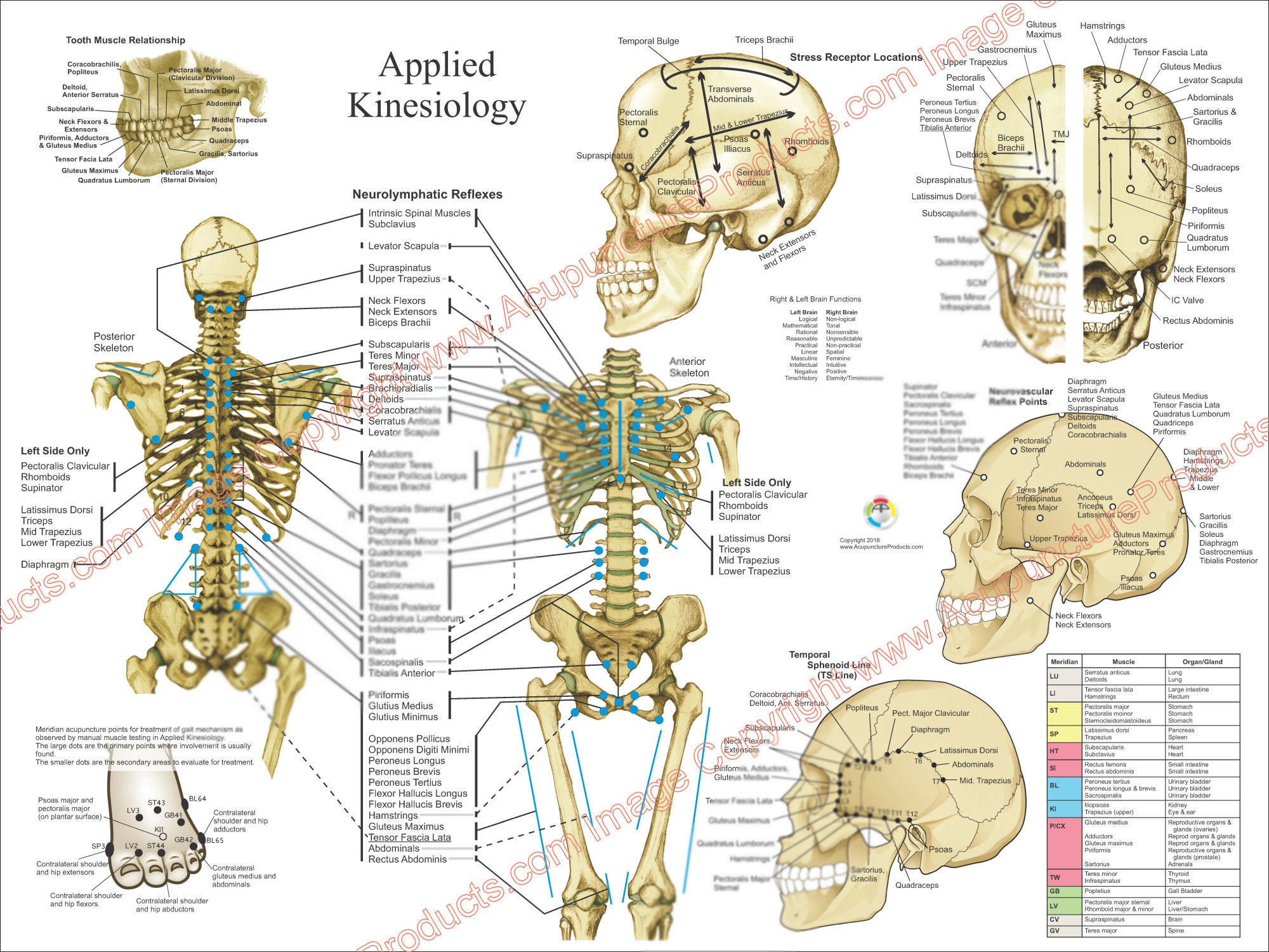 Applied Kinesiology Chart - Clinical Charts and Supplies