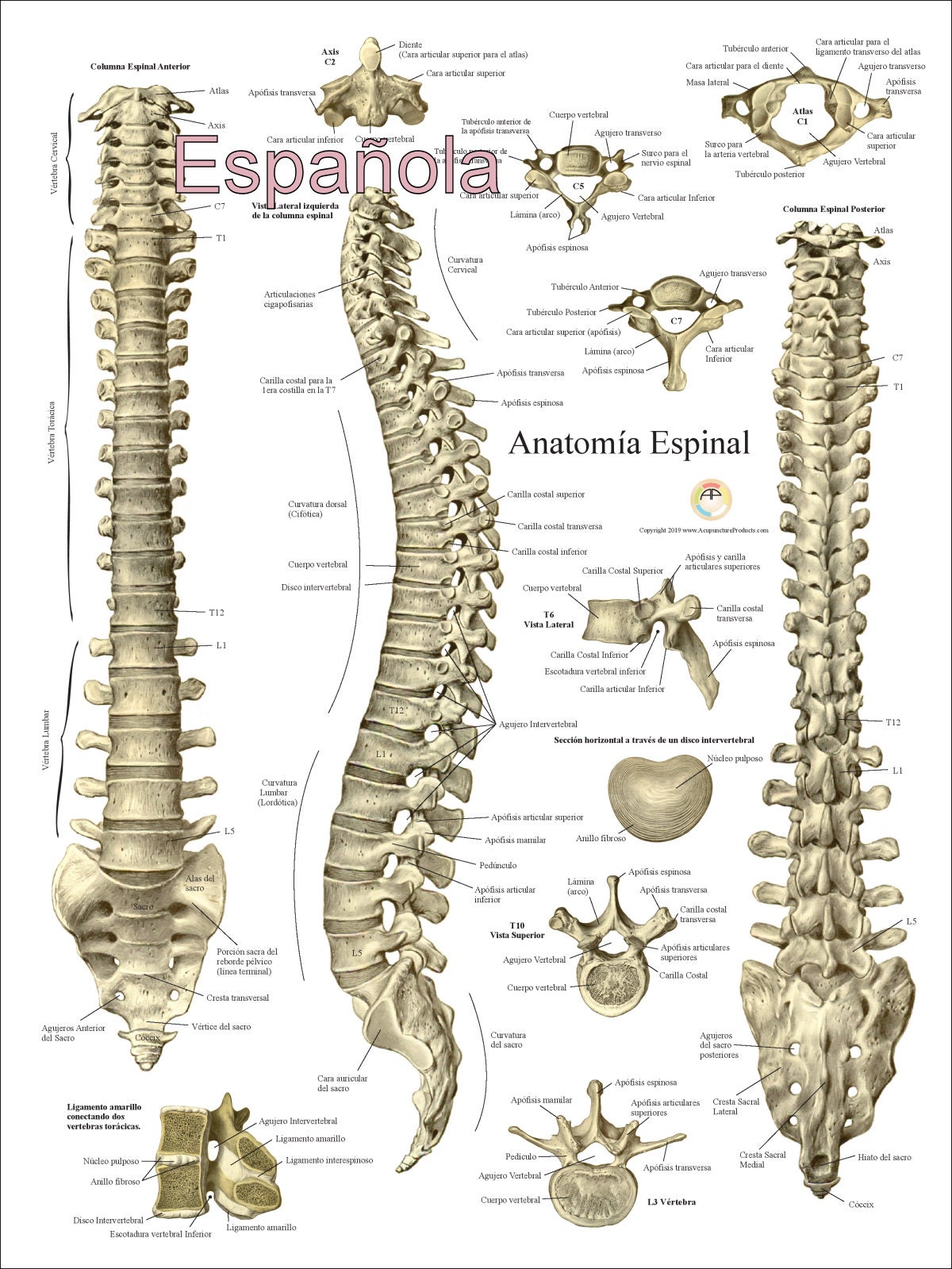 P ster De Anatom a De V rtebras De La Columna Vertebral 18 Etsy
