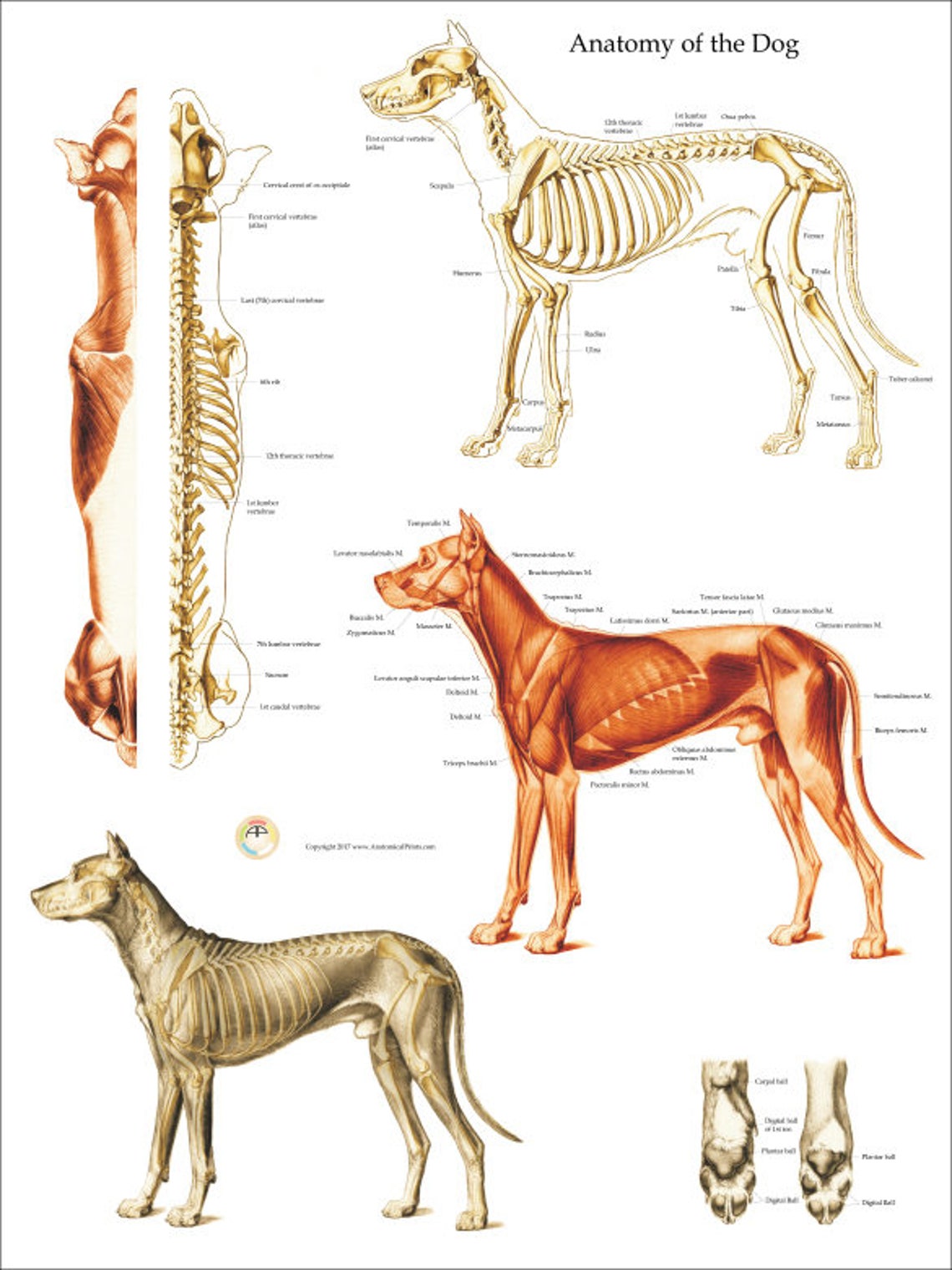 Hund Muskel Skelett Anatomie Poster WandChart 18 X Etsy