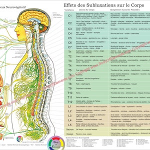 ANS & Effects of Spinal Subluxation Poster 18 X 24 Chiropractic Autonomic Nervous System Chart English, Spanish, French Laminated or Paper French