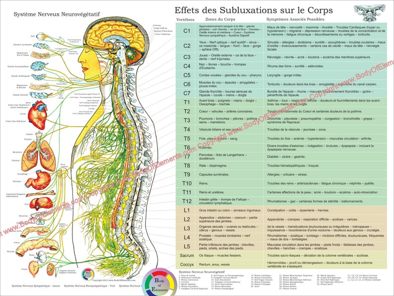 ANS & Effects of Spinal Subluxation Poster 18 X 24 Chiropractic Autonomic Nervous System Chart English, Spanish, French Laminated or Paper French