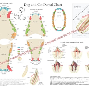 Póster de pared con sistema de numeración de dientes para odontología veterinaria de perros y gatos Fracturas 18" X 24" Felino Canino Laminado o Papel