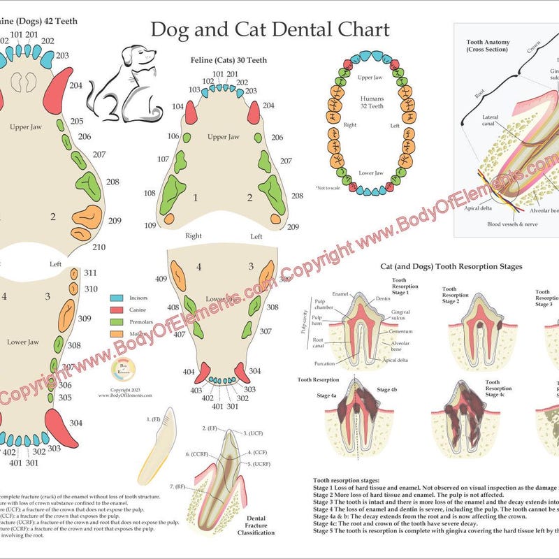 Dog Dental Chart Wall Etsy