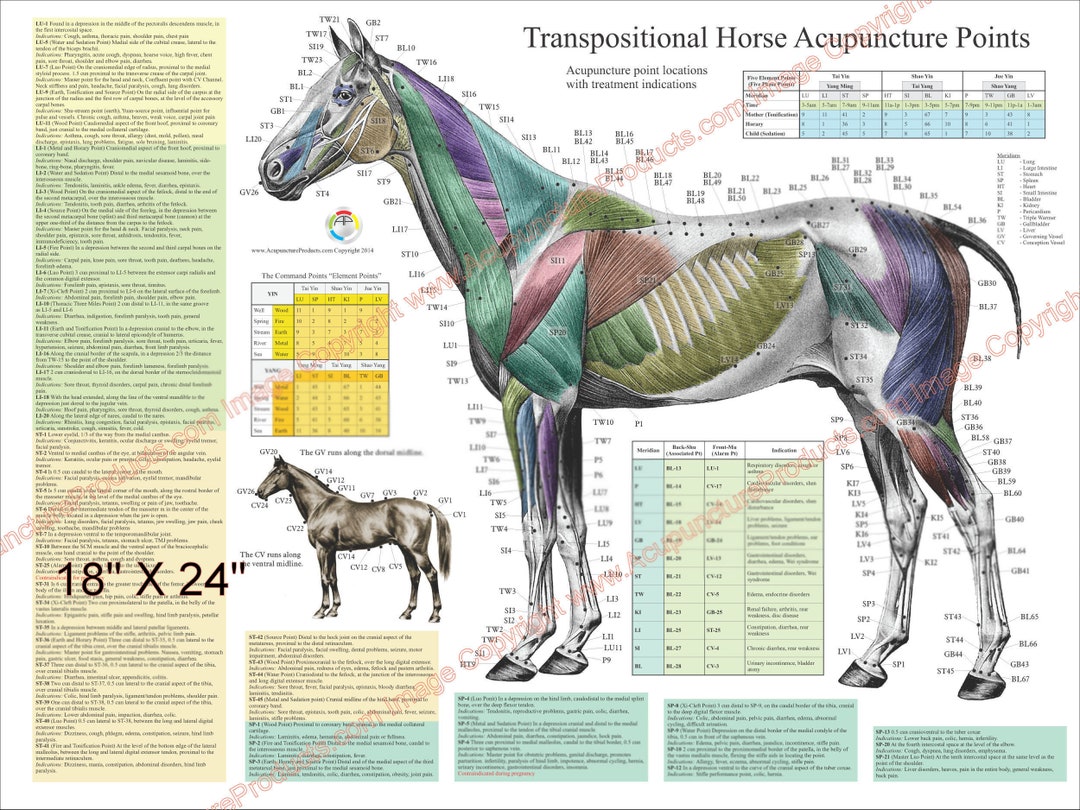 2 Horse Equine Acupuncture Meridian Point Location Poster 18 X 24