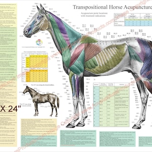 2 affiches de localisation des points méridiens d'acupuncture équine, 18 x 61 cm, ensemble de cartes vétérinaires plastifiées ou en papier