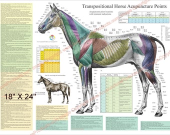 2 affiches de localisation des points méridiens d'acupuncture équine, 18 x 61 cm, ensemble de cartes vétérinaires plastifiées ou en papier