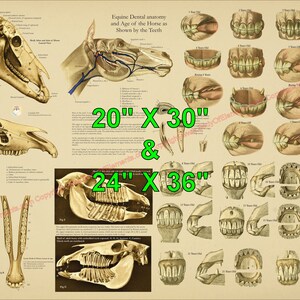 Póster de anatomía dental equina. Edad del caballo según los dientes. Gráfico anatómico veterinario en papel o laminado. 50 x 76 cm y 61 x 91 cm.