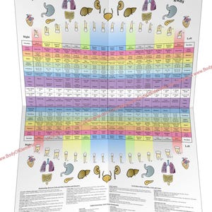 Meridianos de acupuntura Relaciones entre los dientes Órganos del cuerpo Póster dental 18" X 24" Gráfico de papel plegado Odontología holística
