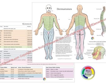 Set of 2 Charts Dermatomes Myotomes Chiropractic Nerves Medical & Sclerotome and Visceral Pain Referral Medical  8.5" X 11"