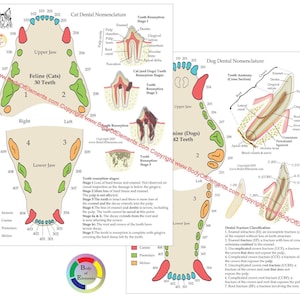 May include: Educational diagrams detailing feline and canine dental nomenclature, tooth resorption stages, and dental fracture classifications. The diagrams use various colours to highlight different parts of the teeth.